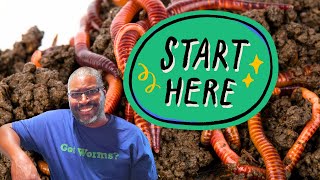 Where To BUY Only PURE RED WIGGLERS - MEME'S WORMS