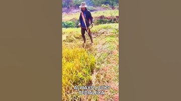 A Simple Smart Tool to Cut Grass Using Cool Tools #shorts