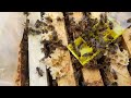 Вчимося підставляти #бджоломатки #моя_пасіка #карніка #бджільництво #mitla #ukraine