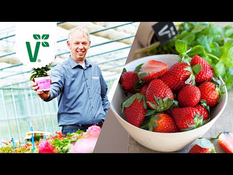 Video: Wie man im Herbst Erdbeeren im Freien pflanzt