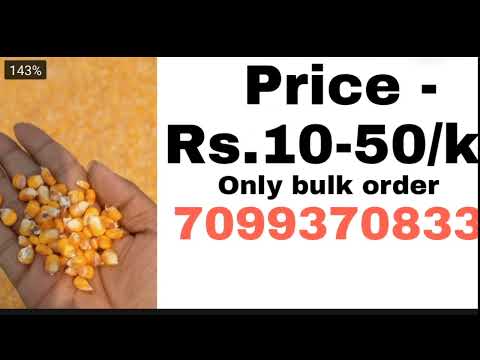 Yellow corn maize wholesale market | best quality maize in low price | fish feed, animal