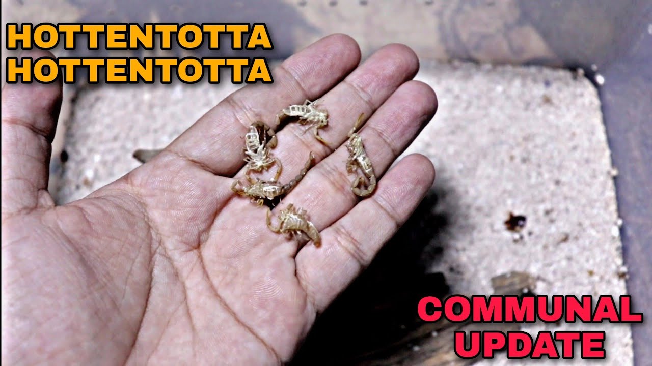 HOTTENTOTTA HOTTENTOTTA COMMUNAL UPDATE (3RD UPDATE