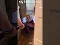 My Friends Dog vs My Dog🐶🤣45