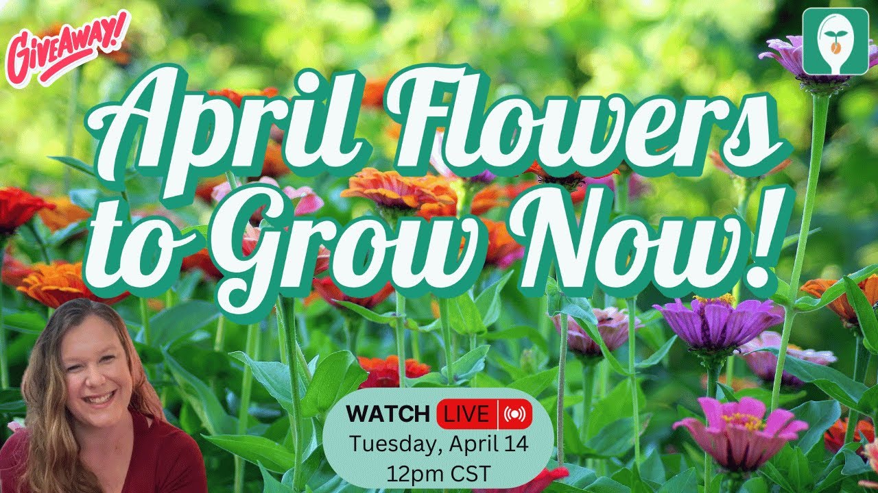 🌸 April Flowers You Can Start Indoors & Out My Top Favorites! YouTube