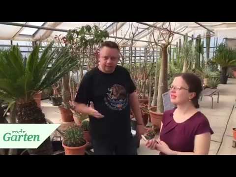 Video: Euphorbiaceae-Familie: Beschreibung und Verbreitung