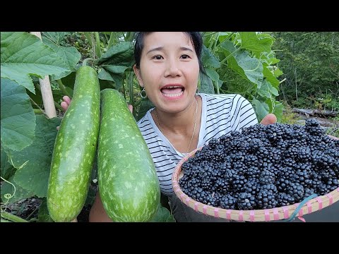 Video HÁI MẸT MÂM XÔI ĐEN MỌC HOANG Ở MỸ ,BẦU SAO DÀI QUÁ... - youtube