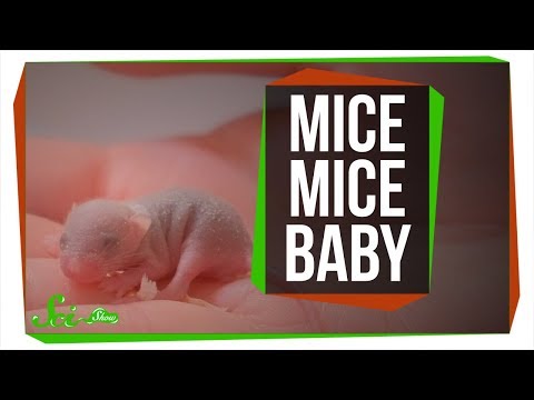 How Researchers Made Mice Pups from Two Moms and Two Dads | SciShow News thumbnail