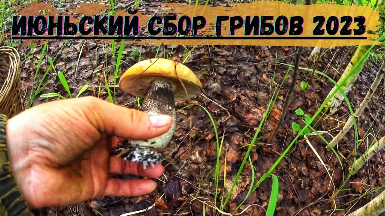 Летние июньские ГРИБНЫЕ приключения 2023 ! Сбор ГРИБОВ В июне 2023 ...