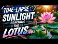 "Sunlight Reaching My Lotus 🌅🌞 | Time-Lapse Magic" ⭐