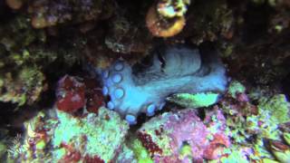 Big Blue Diving Mallorca - the ultimate diving on Mallorca !