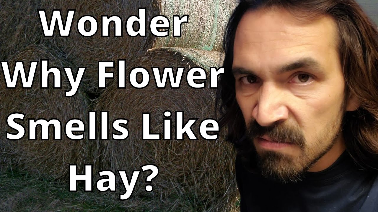 Why Your Flower Smells & taste like Hay YouTube