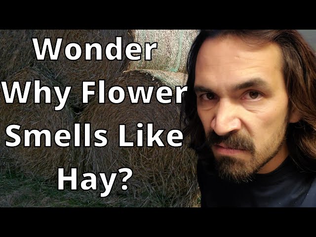 hay smells like tobacco 5 Effective Ways to Prevent Cannabis "Hay Smell" After Harvest Burning Your Bottom Line: How