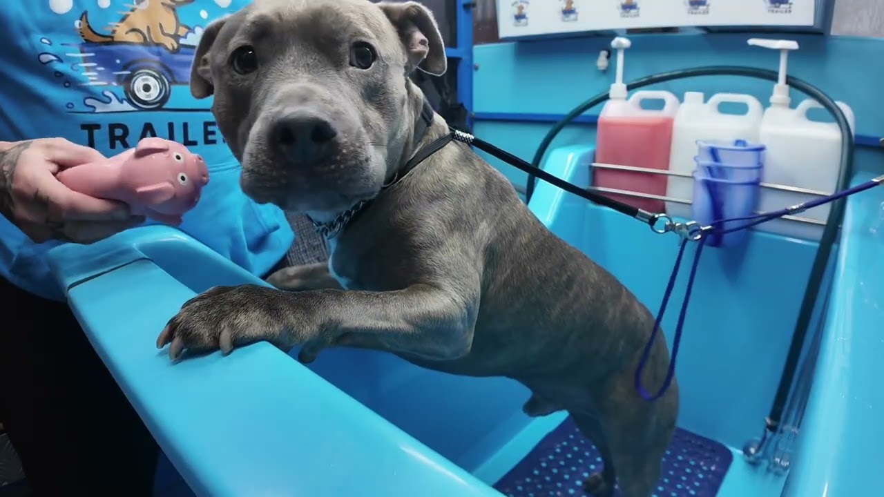 Dog Wash Diaries - Sayan