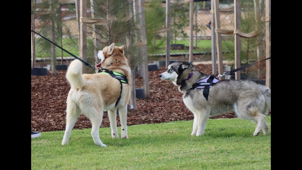 Merrifield Dog Park Official Opening YouTube
