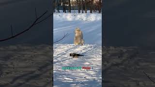 You Won't Believe The Sneaky Tactics Predators Use To Catch