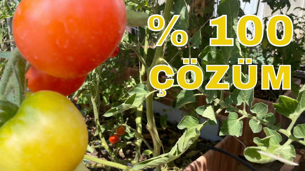 Domates Yaprakları Neden Kıvrılır, Neden Buruşur, Domates Çiçekleri