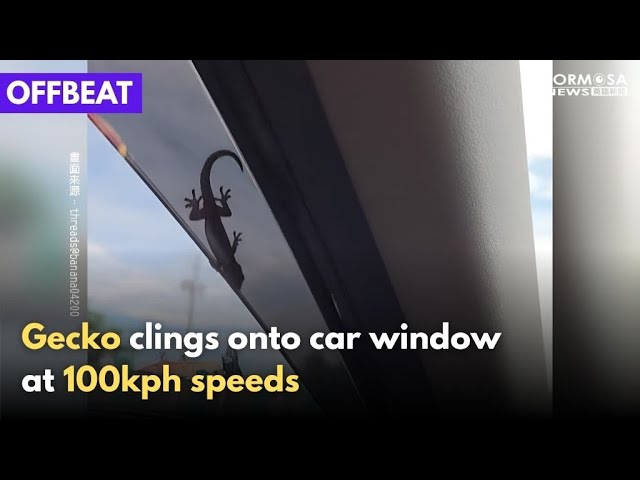Driver encourages gecko to hold on at 100kph speeds｜Taiwan News