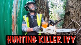Removing ivy to save the trees #stihl #groundsmaintenance