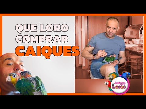 Video: Guacamayo azul garganta