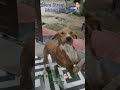 Mera street Dog 🐕 bhaag Gaya tha# मेरा स्ट्रीट डॉग 🐕 भाग गया था # Street Dog #Dog lover# Dogs Life#