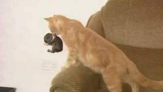 INCREIBLE PERO CIERTO!