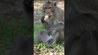 Adorable Baby Monkey videos &amp; Lovely My Monkey-