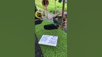 Hoa Cúc Giống Khánh Hòa A NHÀN Đại Đóa Khu N Tông Sư 7 Triết Xuất Bình Thuỷ Cần Thơ 9/8/2025 ÂL