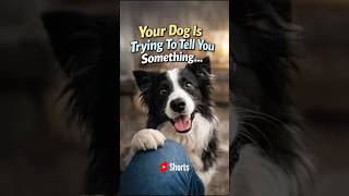 Your Dog Is Trying to Tell You Something 🐾❤️🐶 #shorts #dogshorts