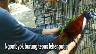 riview burung tepus leher putih baru beli dari ombyokan
