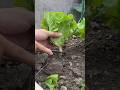 Smart Farming Tips You Must Know 🌱 #shorts #HomeGardening #GardeningTips #GrowYourOwnFood #vairal