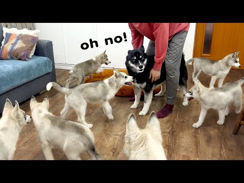 Video: Wanneer de Siberische husky volgroeid is?