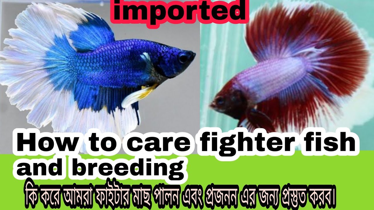 ফাইটার মাছ/ Betta fish কি করে পালন করব। এবং প্রজননের জন্য প্রস্তুত করব