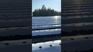#music #башкирия #strawberryfarming #клубникавбашкирии #клубника #ягодка #song #top #strawberry