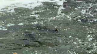Corbett’s Dam Fish Ladder in Port Hope, Ontario