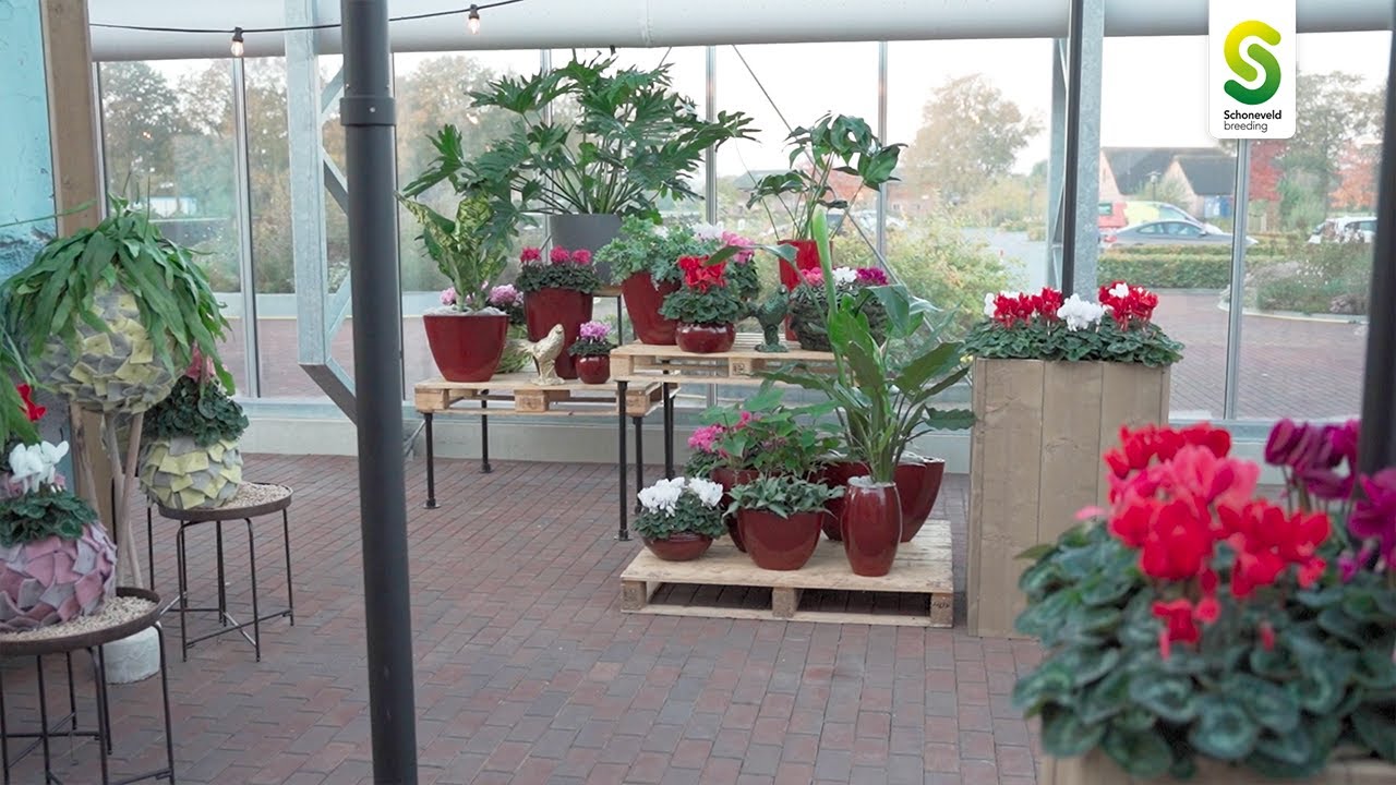 Impression Cyclamen Open Days 2021