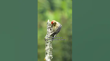 Языкастые дятлы