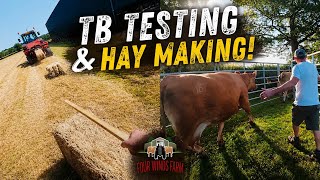 TB Testing And Hay Making In the Same Day!