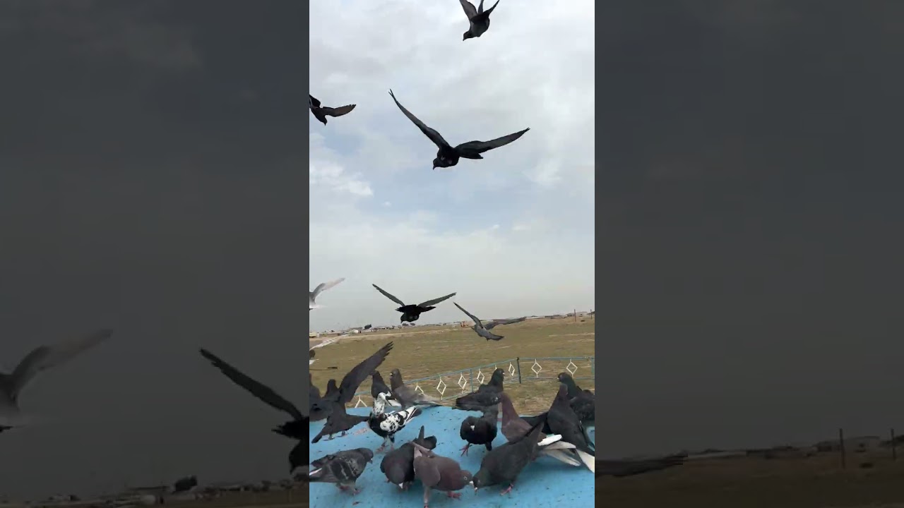 مع المعجل استمتع ٦٦٥٠٥٥٧٠