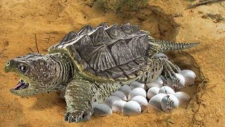 Mother Alligator Snapping Turtle Laying Many Eggs In A Nest- Cute Baby Turtle Hatching
