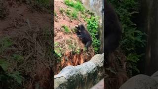Trivandrum Zoo  ❤️#shorts #youtube #youtubeshorts #shortfeed  #trendingsong #nishanoble6401😂❤️