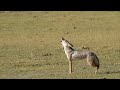 Howling African Golden Wolf 