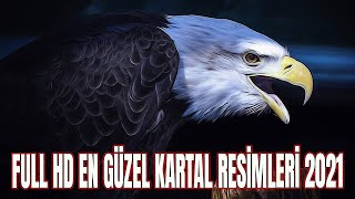 En Güzel Kartal Resimleri Full HD Kara Kartal 2021