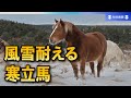 厳しい冬を耐える寒立馬 積雪を脚でかき分け草をはむ 青森