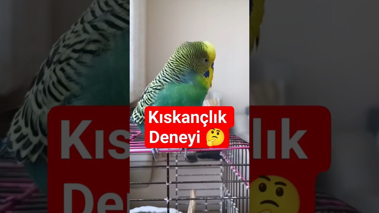 Kuşlar Kıskanıyor mu? Beyni Cevabı Verdi! 🧠🐦💚 [Gerçek Deney]  #MuhabbetKuşu #KuşPsikolojisi