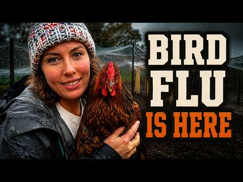 Video Bird Flu Has Arrived in Australia – What Chicken Owners Need to Know