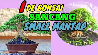 BONSAI SANCANG SMALL TERBAIK || IDE BONSAI