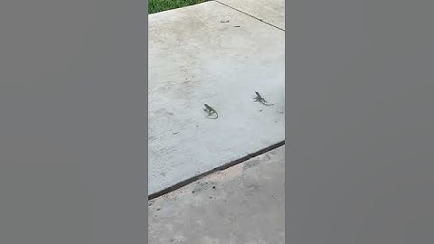lizards face off -about to fight #shorts #lizard #fight # San Diego