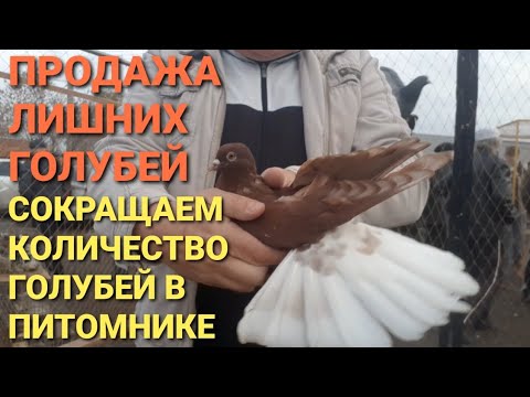 Продаю лишних голубей. Сокращаем количество голубей в нашем питомнике ...