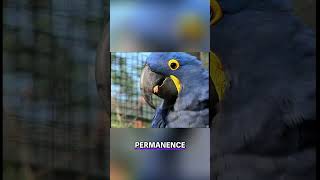 Le bec des perroquets est une arme ? #science #jamy #experience
