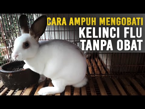 Video: Hidung Beringus Pada Kelinci